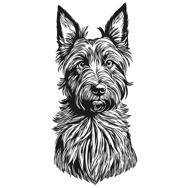 Scottish Terrier Dog Line Illustration Ασπρόμαυρο Μελάνι Σκίτσο Προσώπου Διάνυσμα — Διανυσματικό Αρχείο