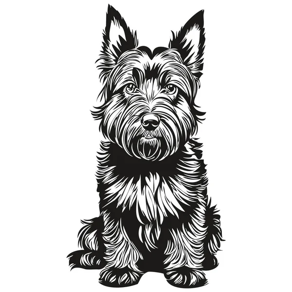 苏格兰色列犬笔画素描 白色背景下的黑色人物写实宠物 — 图库矢量图片