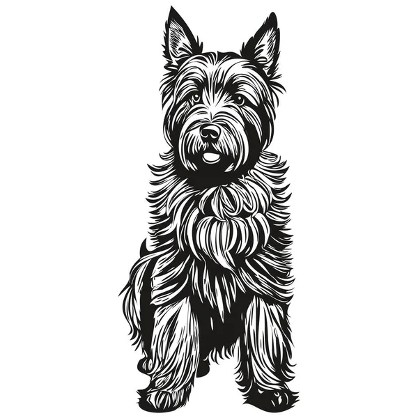 苏格兰土拨鼠标志矢量黑白 老式可爱的狗头雕刻草图 — 图库矢量图片