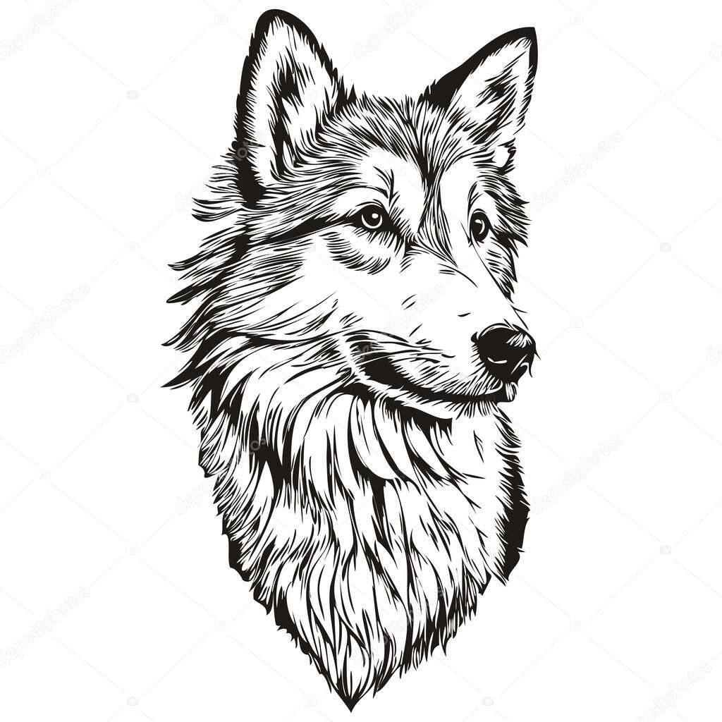 Icelandic Sheepdog dog hand drawn logo drawing black and white line art pets illustration sketch drawing