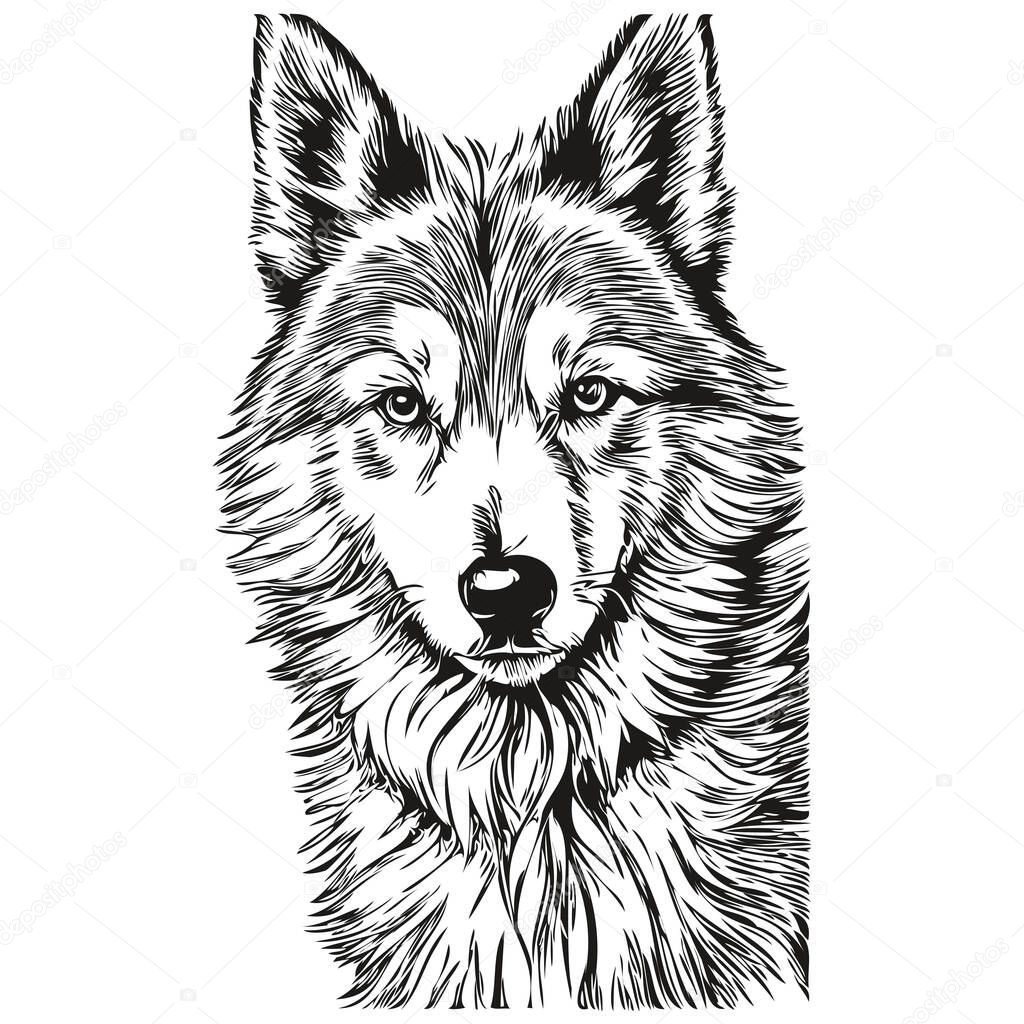 Icelandic Sheepdog dog pet silhouette, animal line illustration hand drawn black and white vector realistic breed pet