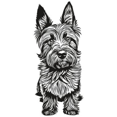 İskoç Terrier köpeği hayvan silueti, hayvan çizgisi çizim eli siyah-beyaz vektör çizimi