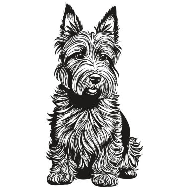 Scottish Terrier dog realistic pencil drawing in vector, line art illustration of dog face black and white realistic breed pet clipart