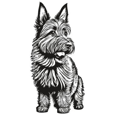 İskoç Terrier köpek vektörü yüz çizimi portresi, eskiz vintage tarzı şeffaf arkaplan