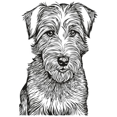 Sealyham Terrier köpek yüzlü vektör portresi, komik ana hatlı hayvan tasviri beyaz arka plan gerçekçi hayvan cins.