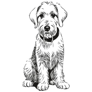 Sealyham Terrier dog vector face drawing portrait, sketch vintage style transparent background realistic breed pet clipart