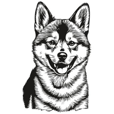 Shiba Inu köpek vektörü portre çizimi, eskiz vintage tarzı şeffaf arkaplan