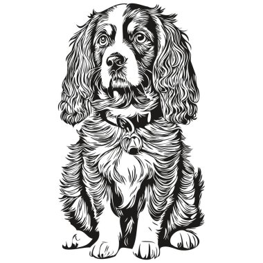 Spaniel Boykin köpek cinsi çizimi, klipsli hayvan eli çizimi siyah beyaz vektör
