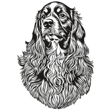 Spaniel Boykin köpek çizimi kalem çizimi, siyah karakter beyaz arka planda gerçekçi bir evcil hayvan.