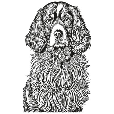 Spaniel İngiliz Cocker köpeği beyaz arka planda tek başına resim çiziyor.