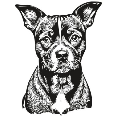 Staffordshire Boğa Teriyeri köpek yüz vektör portresi, komik ana hatlı evcil hayvan illüstrasyonu beyaz arka plan