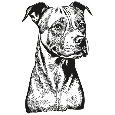 Staffordshire Bull Terrier köpek kafası çizim vektörü, el çizimi, şeffaf arkaplan