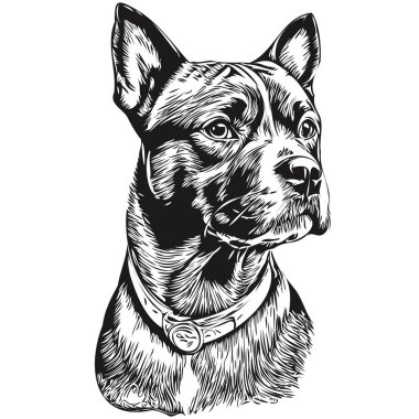 Staffordshire Boğa Teriyeri köpeği beyaz arka plan, baş hayvan çizimi