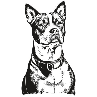 Staffordshire Boğa Teriyeri gerçekçi kalem çizimi vektör, çizgi çizimi köpek yüzü siyah beyaz