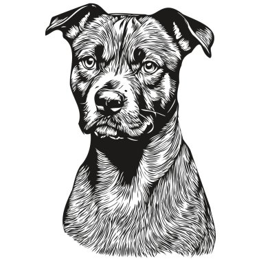 Staffordshire Boğa Teriyeri köpek silueti hayvan karakteri, klipsli sanat vektörü evcil hayvanları siyah beyaz çiziyor