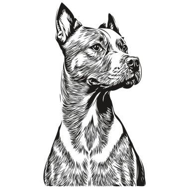 Staffordshire Boğa Teriyeri köpek vektörü portre çiziyor, eskiz tarzı şeffaf arka plan evcil hayvan türü