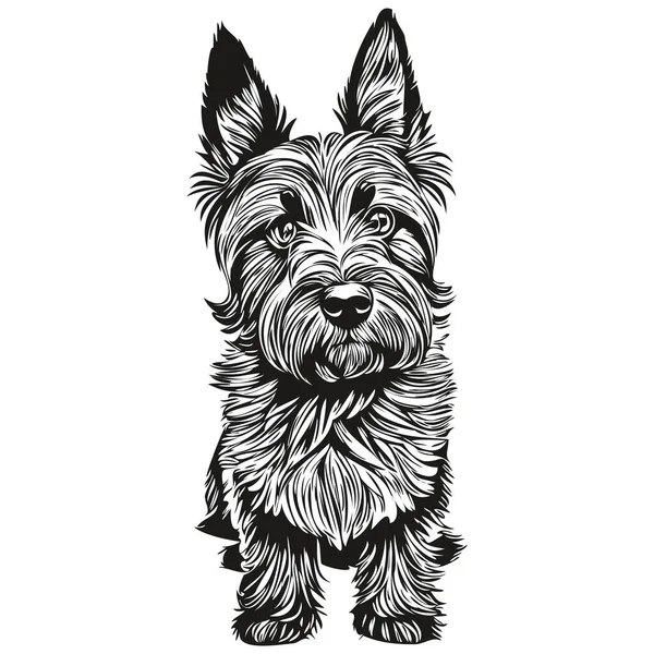 Scottish Terrier Pies Zwierzę Sylwetka Zwierzę Linia Ilustracja Ręcznie Rysowane — Wektor stockowy