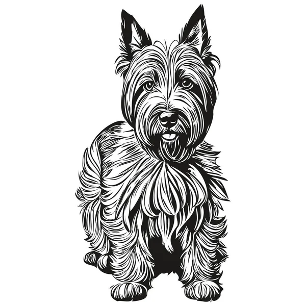 苏格兰色列犬矢量人物画肖像 素描风格透明背景逼真宠物轮廓 — 图库矢量图片