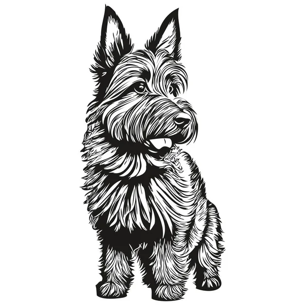 Scottish Terrier Pies Wektor Twarz Rysunek Portret Szkic Vintage Styl — Wektor stockowy