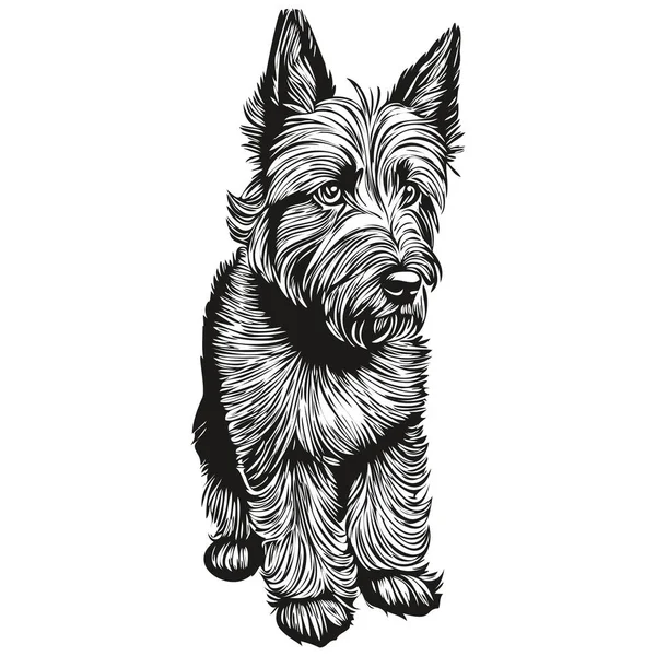 苏格兰色列犬矢量图形 手绘铅笔动物线条图解 — 图库矢量图片