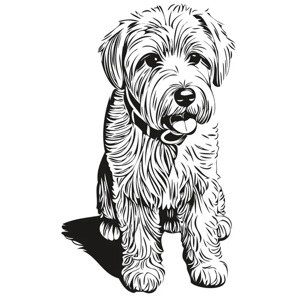Soft Revestido Wheaten Terrier Cão Isolado Desenho Fundo Branco Cabeça — Vetor de Stock