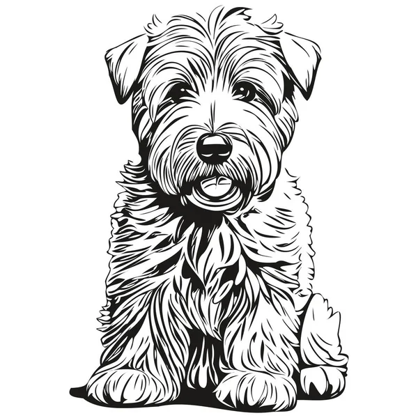 stock vector Soft Coated Wheaten Terrier dog realistic pet illustration, hand drawing face black and white vector realistic breed pet