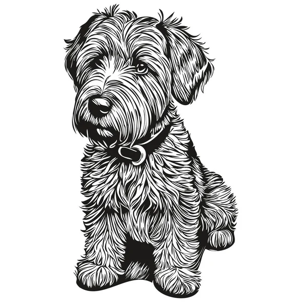 Soft Coated Wheaten Terrier Pies Wektor Twarz Rysunek Portret Szkic — Wektor stockowy