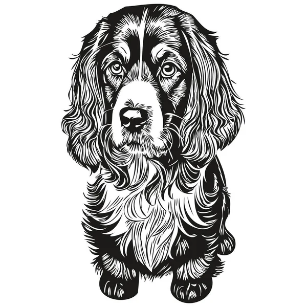 Spaniel Boykin Dog Breed Line Drawing Clip Art Animal Hand — Stock Vector