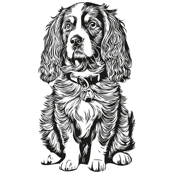Spaniel Boykin犬の品種の線画 クリップアート動物の手の描画ベクトル黒と白 — ストックベクタ