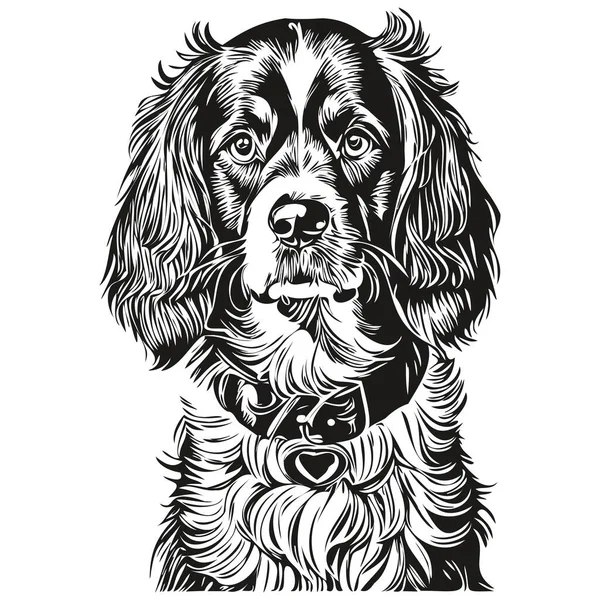 Spaniel Boykin Cão Gravado Retrato Vetorial Desenho Vintage Cartoon Rosto — Vetor de Stock