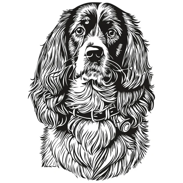 猎犬Boykin狗头条线画图矢量 用透明背景逼真的宠物手绘图解 — 图库矢量图片