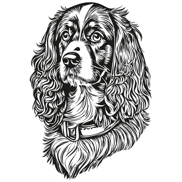 Spaniel Boykin Dog Isolated Drawing White Background Head Pet Line — Stock Vector