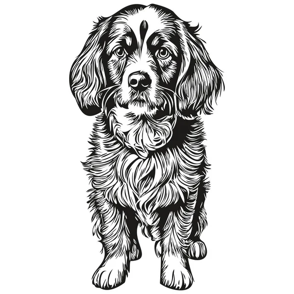 Spaniel Boykin犬アウトライン鉛筆画アートワーク 白の背景に黒文字現実的なペットのシルエット — ストックベクタ