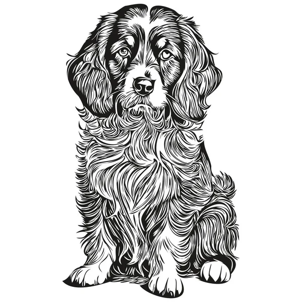 Spaniel Boykin Hund Bleistift Hand Zeichnung Vektor Umriss Abbildung Haustier — Stockvektor