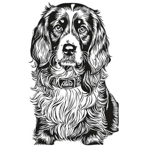 Spaniel Boykin Cane Pet Schizzo Illustrazione Bianco Nero Incisione Vettore — Vettoriale Stock