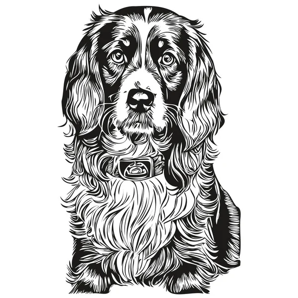 Spaniel Boykin Perro Boceto Mascota Ilustración Grabado Blanco Negro Vector — Vector de stock