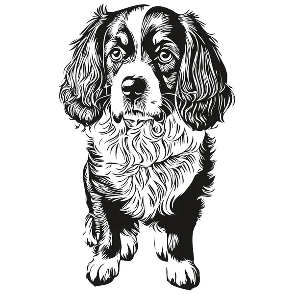 Spaniel Boykin Perro Dibujo Mascota Ilustración Grabado Blanco Negro Vector — Vector de stock