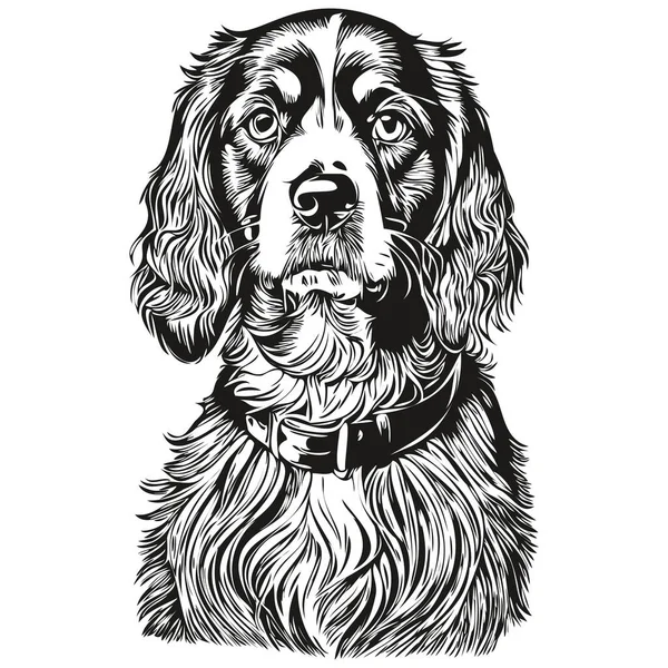 Spaniel Boykin Cão Desenho Lápis Realista Vetor Ilustração Arte Linha — Vetor de Stock
