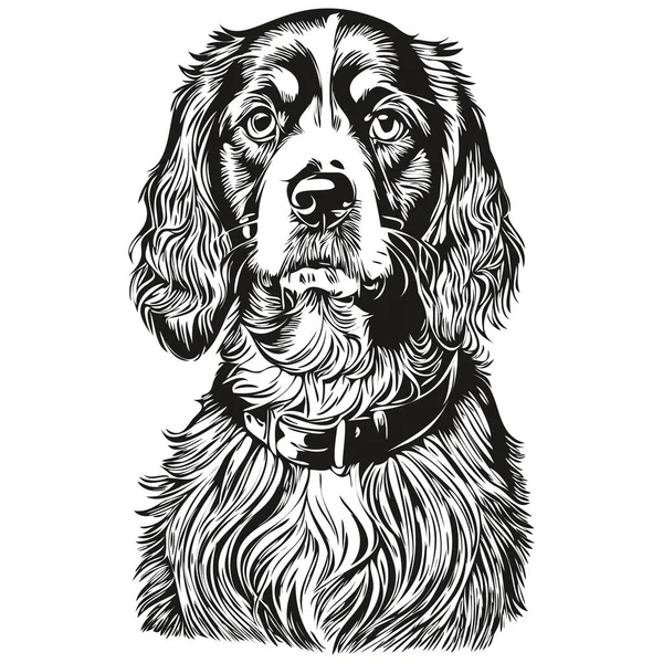 Spaniel Boykin ภาพวาดด นสอจร งในเวกเตอร ภาพวาดศ ลปะบรรท ดของใบหน าและส ขาว — ภาพเวกเตอร์สต็อก