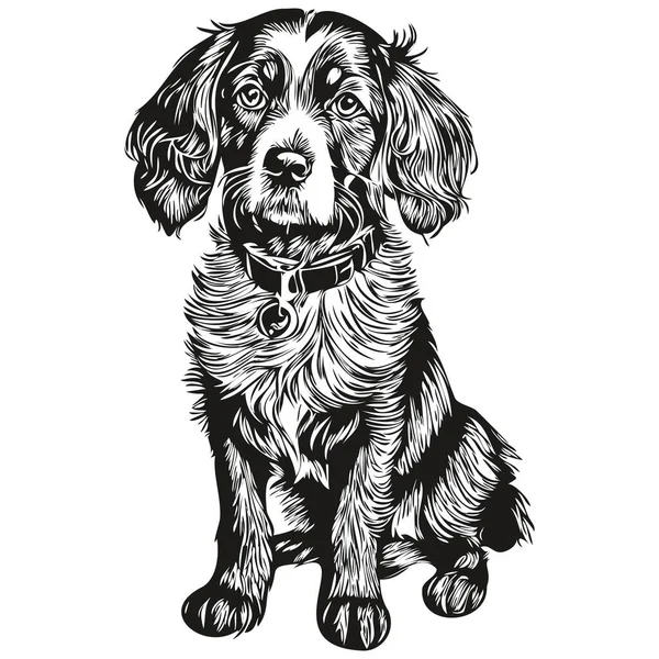 Spaniel Boykin Hund Silhouette Pet Charakter Clip Art Vektor Pets — Stockvektor