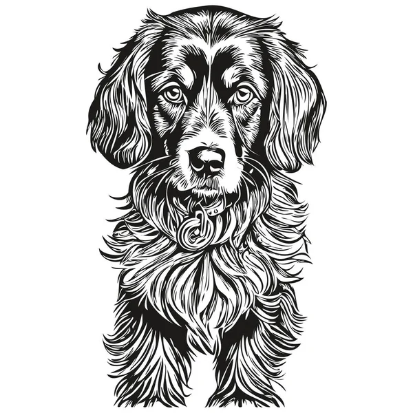 猎犬Boykin狗的人物形象 剪贴画艺术载体宠物画黑白逼真品种宠物 — 图库矢量图片