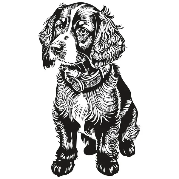 斯比尼尔 博伊金犬脸谱素描 素描风格透明背景素描 — 图库矢量图片