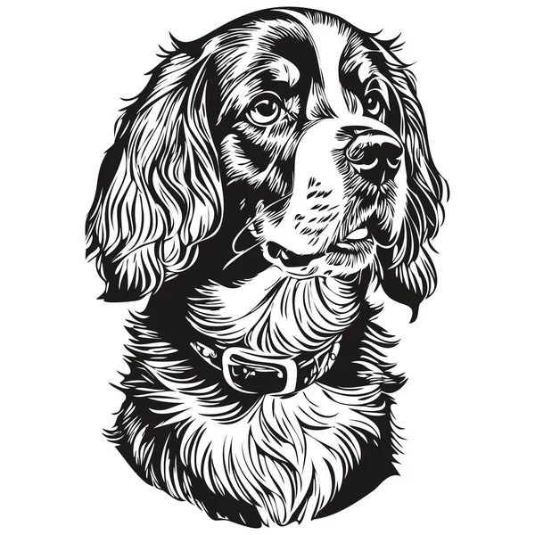 スパニエルBoykin犬ベクトルの顔の肖像画を描く スケッチヴィンテージスタイル透明背景現実的なペットシルエット — ストックベクタ