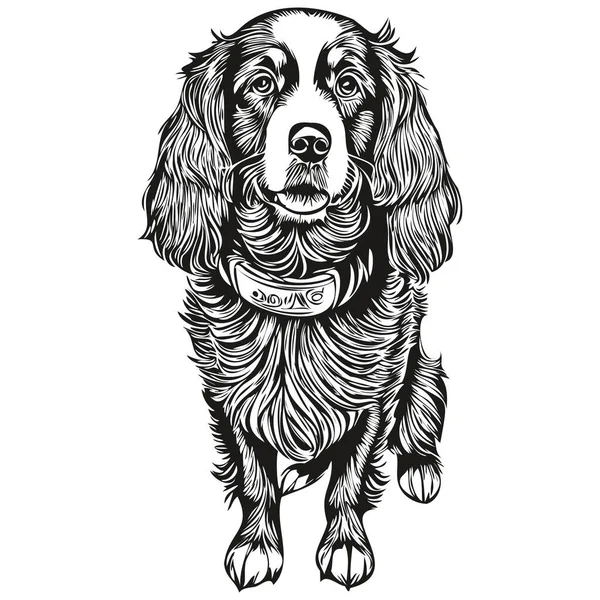 Spaniel Boykin Hund Vektor Ansikte Ritning Porträtt Skiss Vintage Stil — Stock vektor
