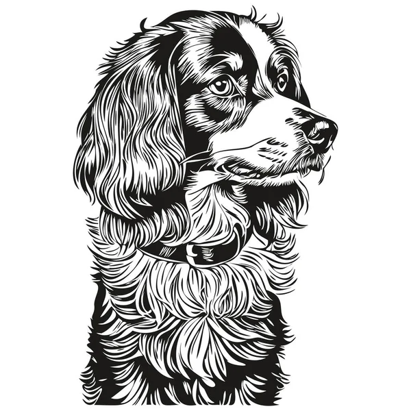 Spaniel Boykin Cão Vetor Rosto Desenho Retrato Esboço Estilo Vintage — Vetor de Stock