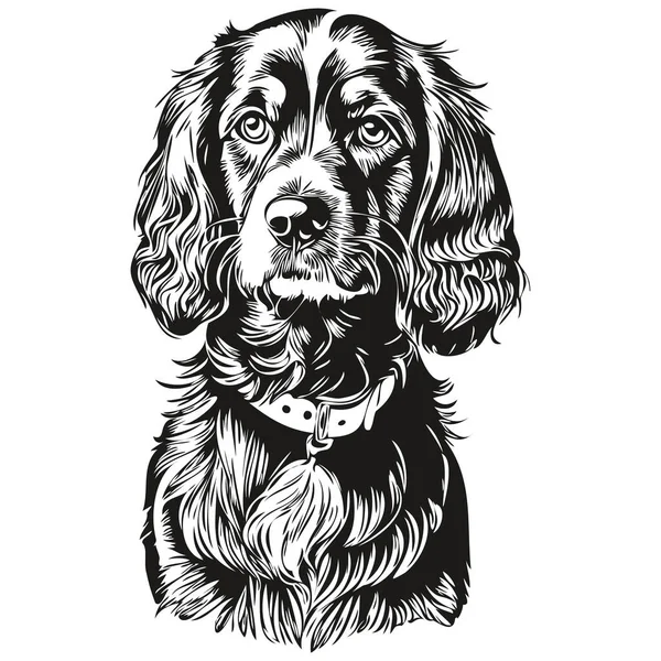 猎犬英语可卡犬品种线条图 剪贴画动物手绘矢量黑白逼真品种宠物 — 图库矢量图片