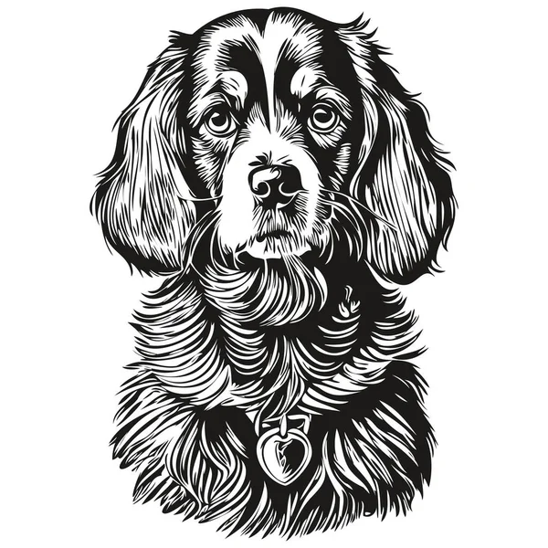 Spaniel Boykin Cão Vetor Gráficos Desenhado Mão Lápis Animal Linha —  Vetores de Stock