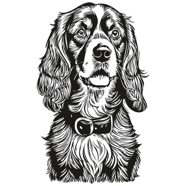 スペイン語英語コッカー犬インクスケッチ図面 ヴィンテージタトゥーまたはTシャツプリント黒と白のベクトル — ストックベクタ