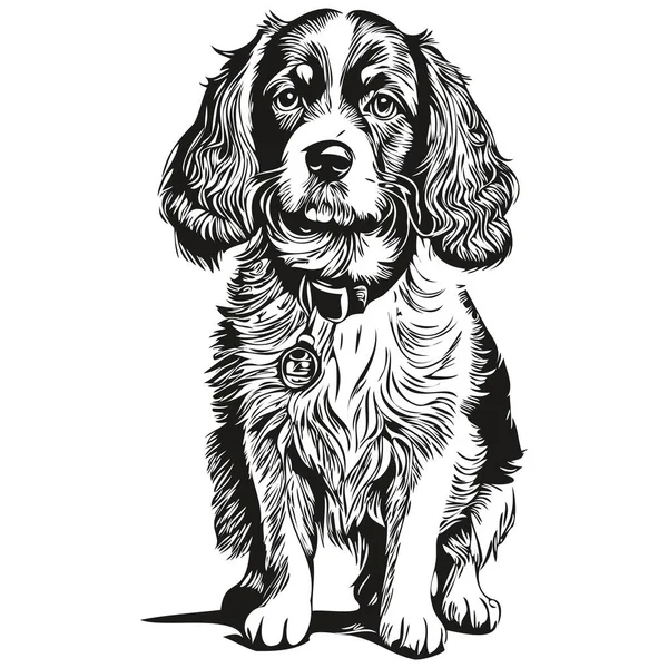 Spaniel English Cocker Dog Logo Vektor Černá Bílá Vintage Roztomilý — Stockový vektor