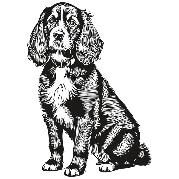 Spaniel English Cocker Dog Portrait Vector Animal Hand Drawing Tattoo — Stock Vector